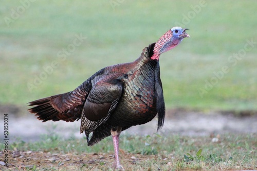 Closeup shot of a wild turkey on the blurry background photo