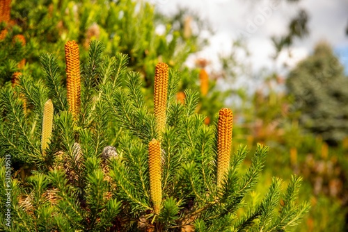 Closeup of beautiful Banksia spinulosa in a garden on a sunny day photo