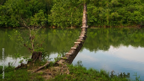 Tree swing over a river in Hardy, Arkansas