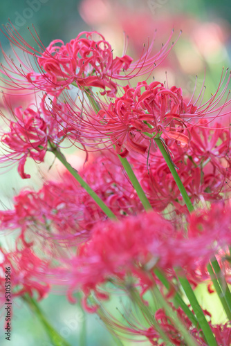 Fototapeta Naklejka Na Ścianę i Meble -  Red spider lilies in full bloom