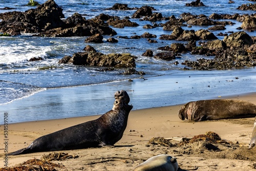Elephant seal roaring at the shore