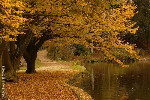 Obraz na plátně Arbre jaune de l'automne qui tombe devant un lac