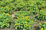 メランポジューム、黄色い花、ハーブ園