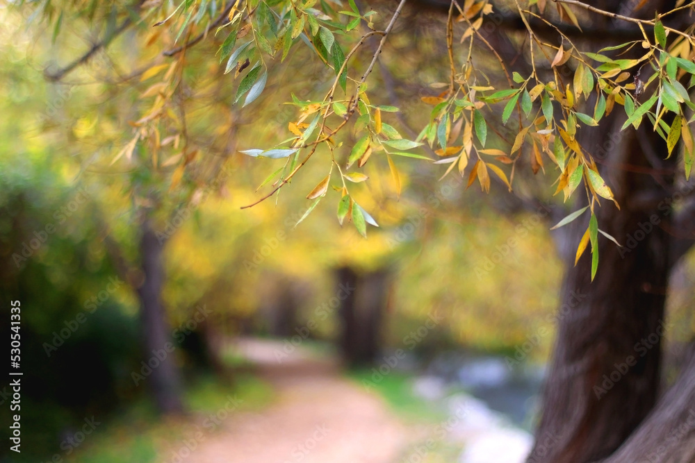 Colorful autumn leaves on a tree. Selective focus. Colorful autumn leaves on a tree. Selective focus.