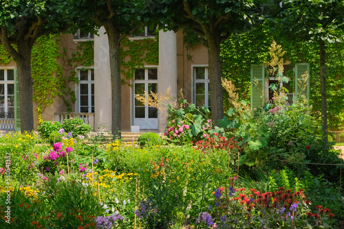 old building facade with ivy wall and flowers in the garden