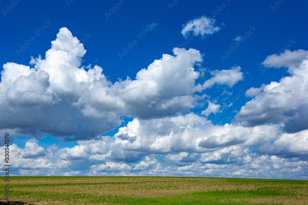 Farmland. Field under blue sky with white clouds. Agriculture scene.