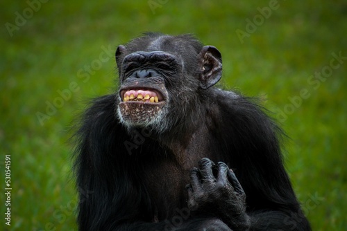 Canvas Print Close-up shot of a black monkey smiling at the camera