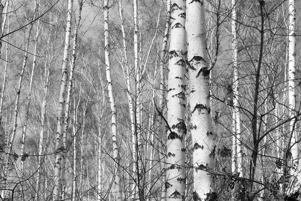 Obraz premium Beautiful birch in autumn