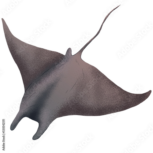 Swimming stingray photo