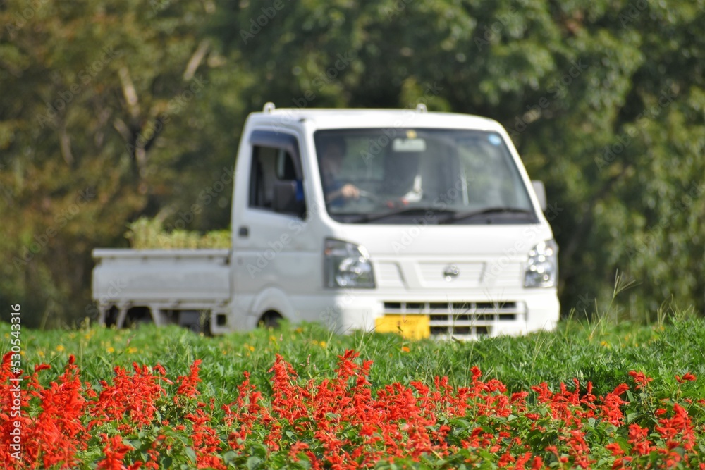 サルビア、赤い花、軽トラック、ハーブ園、植物園