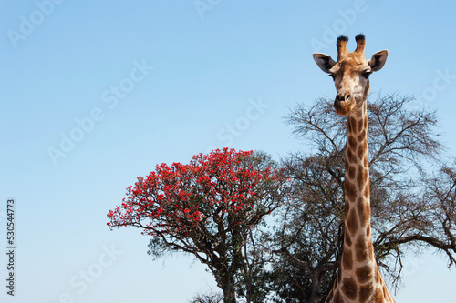 Giraffe towering Hwange National Park in Zimbabwe