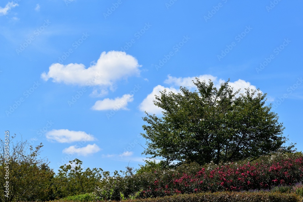 芝生、樹木、白い雲、夏空、青空