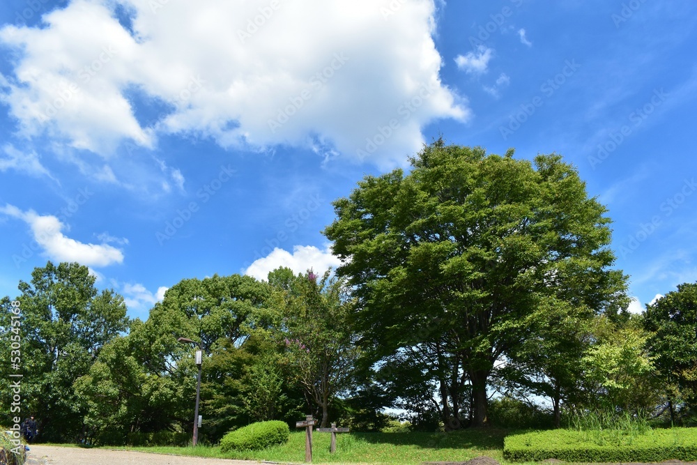 芝生、樹木、白い雲、夏空、青空