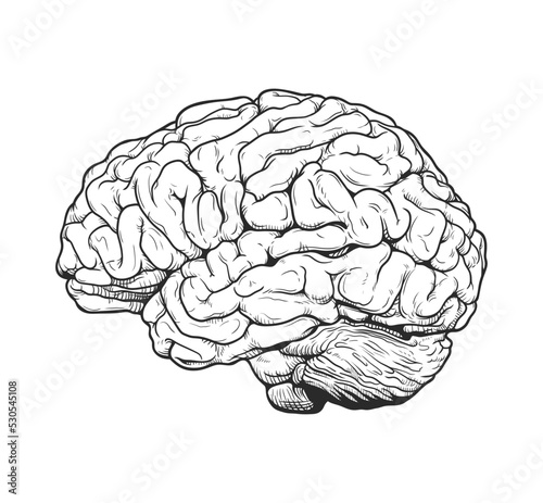 Monochrome brain engraving vector drawing illustration side view comic style on white background