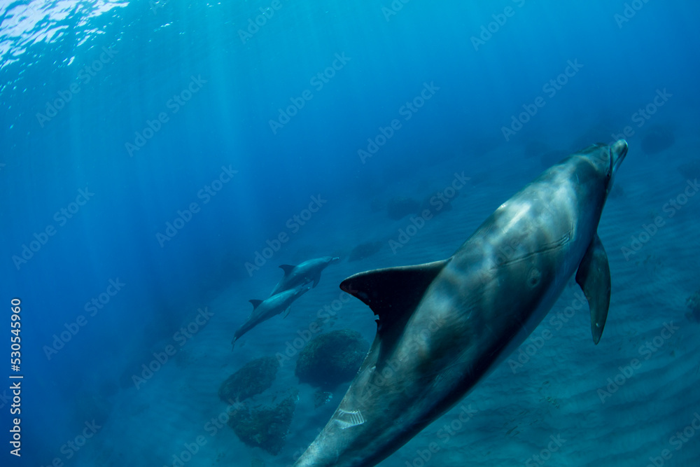 Fototapeta premium dolphin in the sea