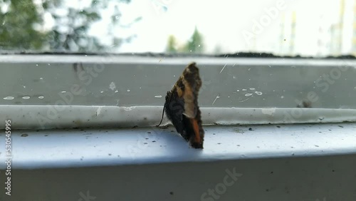 one butterfly with a damaged wing closeup in an old apartment.