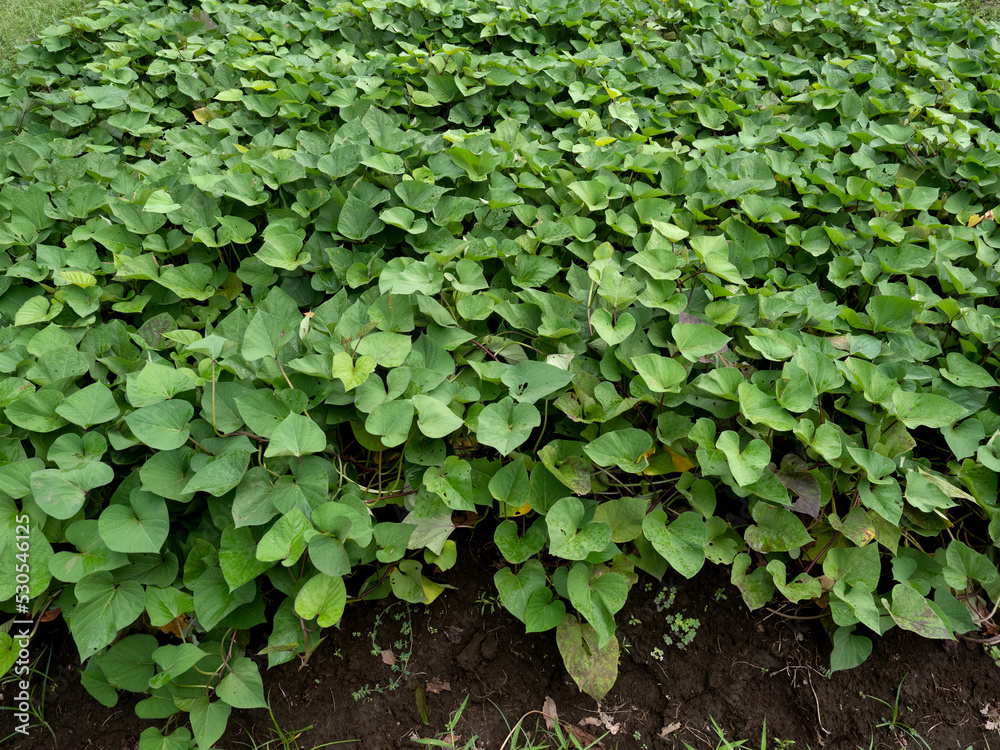 Fototapeta premium Japanese sweet potato field