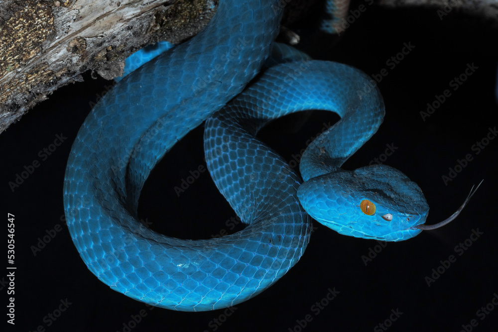 Fototapeta premium Blue viper snake in close up 