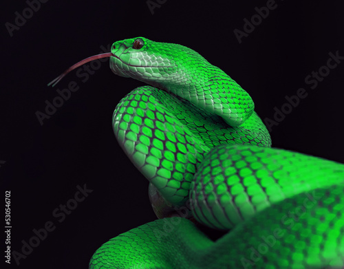 Green viper snake in close up 