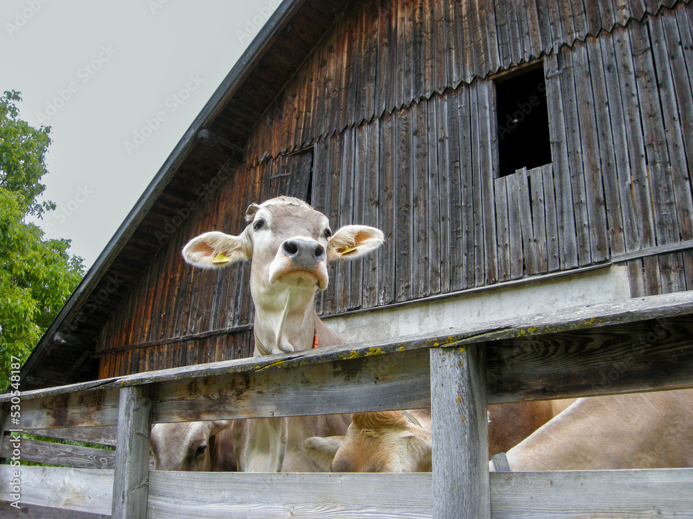 Obraz premium Cow in barn