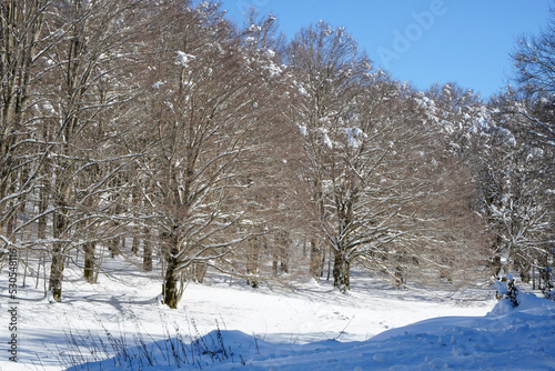 snow covered trees © ernestomaria