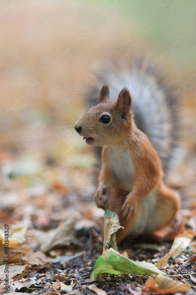A red squirrel looks surprised into the distance in the park. Soft focus