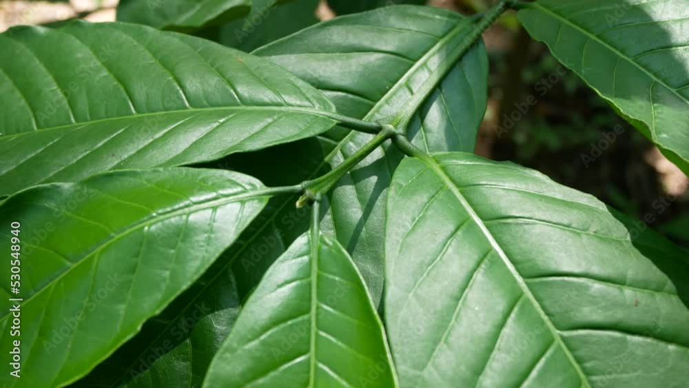 coffee tree green young leaves with wide leaf coffee tree green young leaves with wide leaf