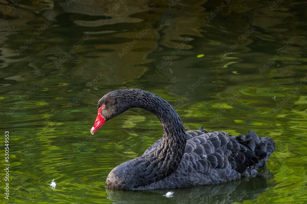 Fototapeta premium Black Swan (Cygnus atratus) in park
