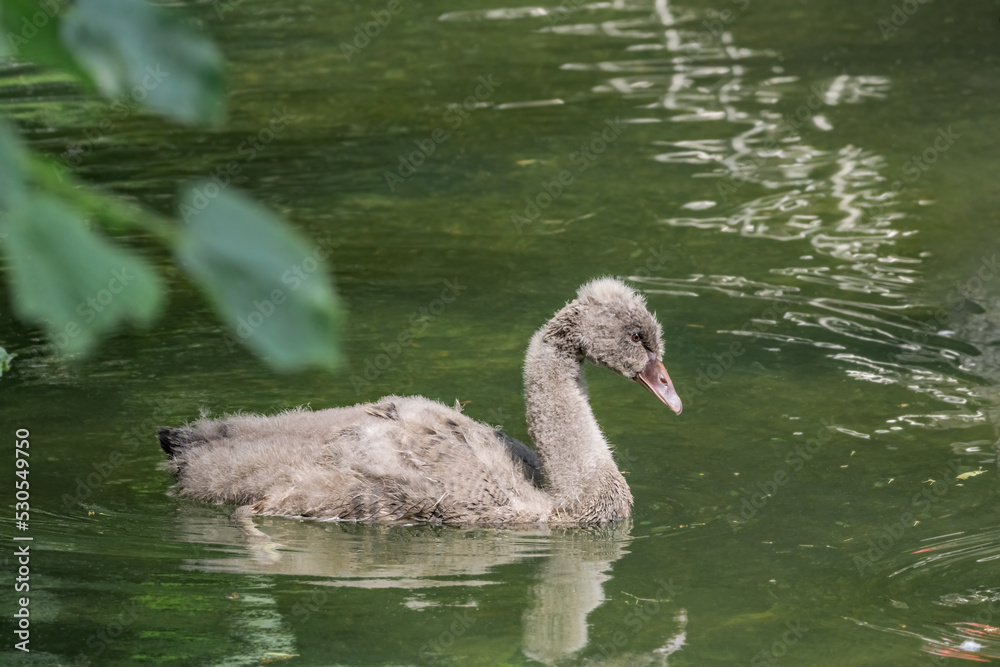 Black Swan (Cygnus atratus) cygnet in park Black Swan (Cygnus atratus) cygnet in park