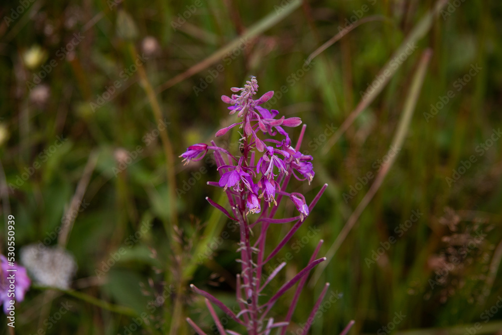 The beauty of Ukrainian mountains. Ivan-Tea flower. Nation medicine. bee is collecting pollen The beauty of Ukrainian mountains. Ivan-Tea flower. Nation medicine. bee is collecting pollen