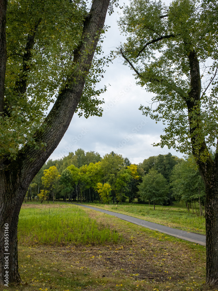trees in the park trees in the park