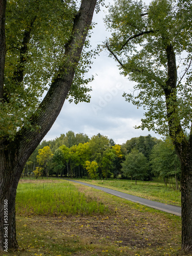 trees in the park