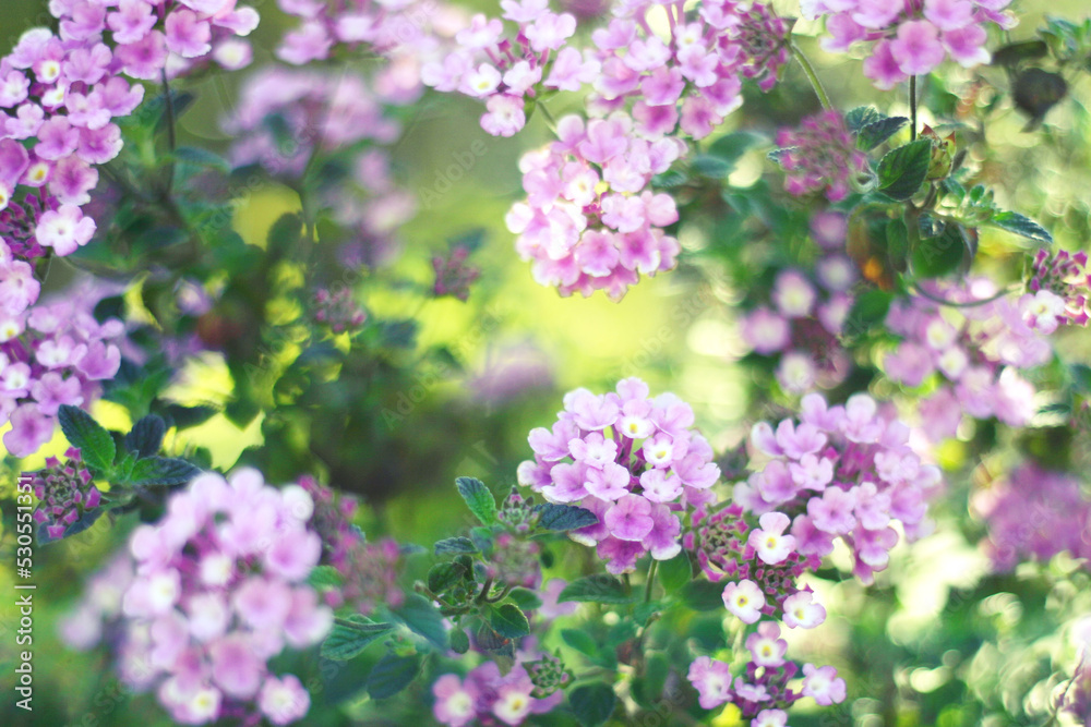 Trailing lantana in fine day