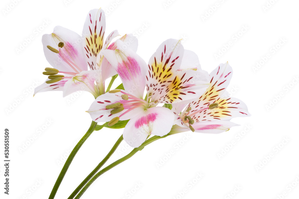 Alstroemeria Isolated