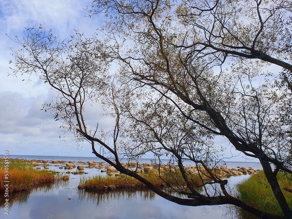 Obraz premium tree in the water