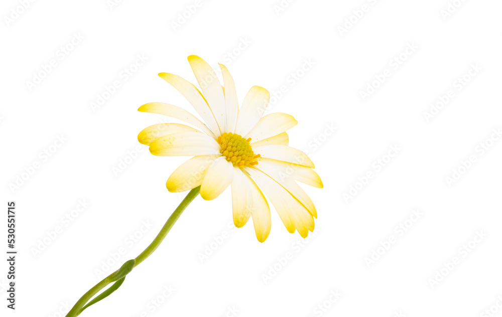 Yellow Osteospermum flower isolated Yellow Osteospermum flower isolated