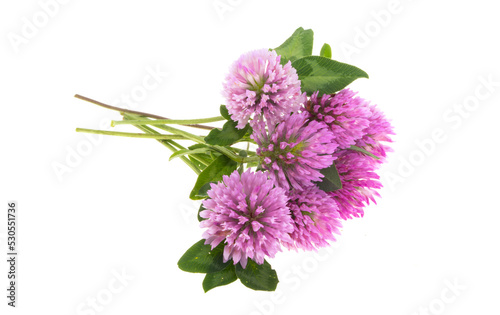 Clover flower isolated