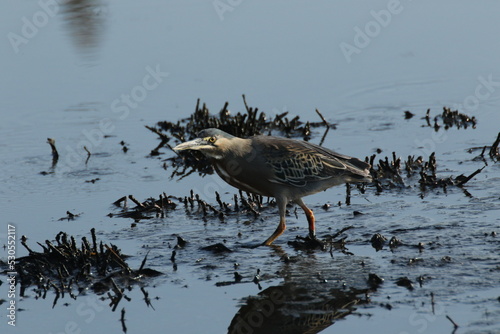 Foto Aves em ameaça pela poluição do petróleo