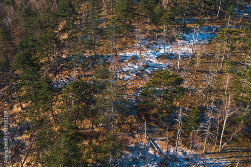 Aerial shot of evergreen forest in winter with first snow and frost on the ground from drone pov
