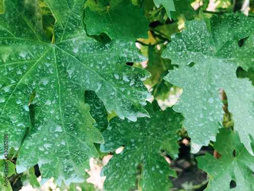 Grape vine leaves chemically treated with copper sulfate or Bordeaux mixture for plant disease prevention photo