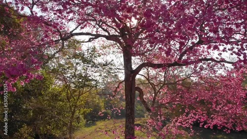 Majestic lapacho tree with pink flowers in front of a beautiful landscape. Drone shot photo
