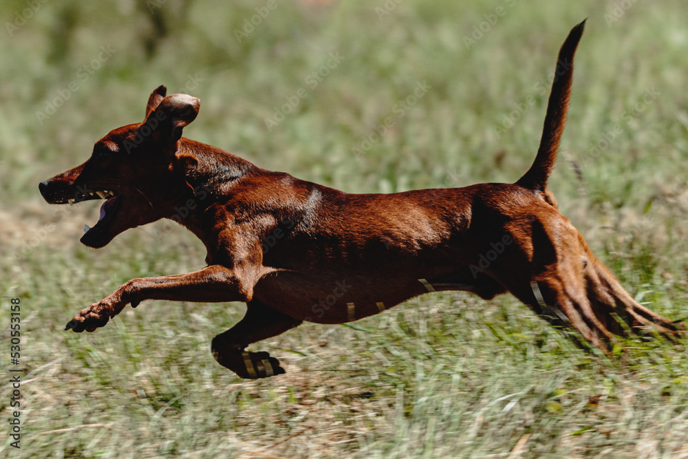 Pinscher dog flying moment of running across the field on lure coursing competition