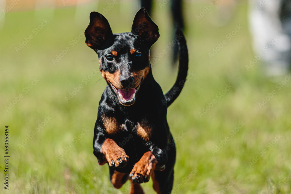 Pinscher dog flying moment of running across the field on lure coursing competition Pinscher dog flying moment of running across the field on lure coursing competition