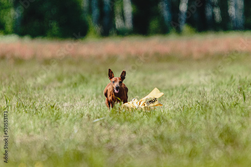 Pinscher dog flying moment of running across the field on lure coursing competition