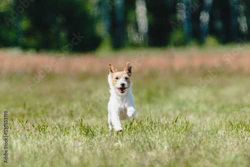 Dog running in green field and chasing lure at full speed on coursing competition