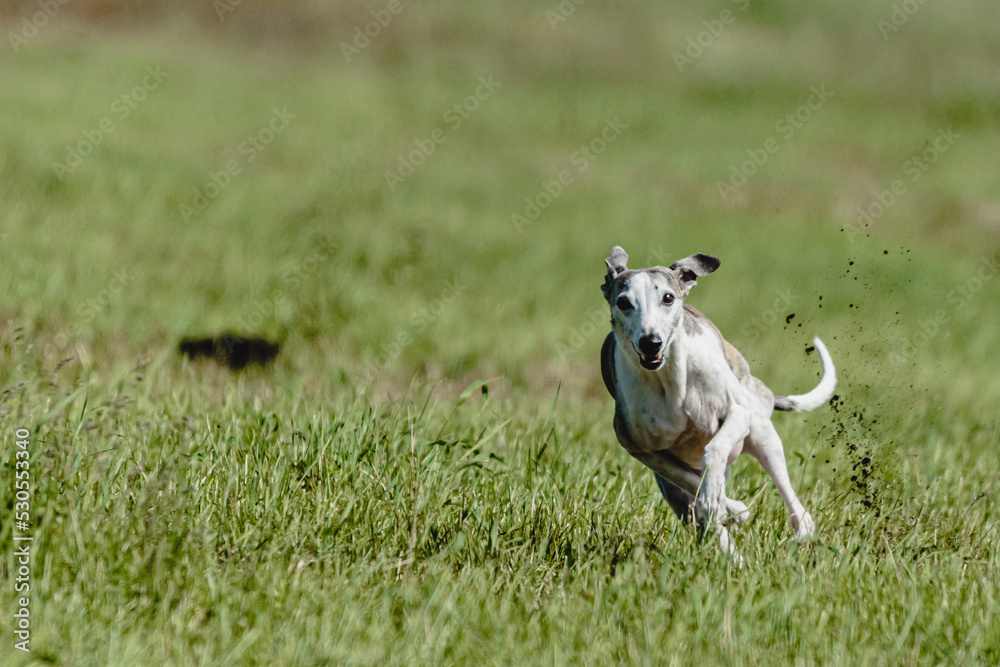 Whippet dog lifted off the ground during the dog racing competition running straight into camera Whippet dog lifted off the ground during the dog racing competition running straight into camera