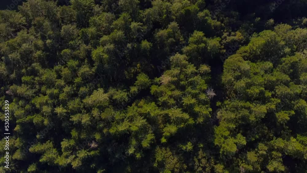 Conifer Treetop Canopies With Hills And Mountains At Mount Tamalpais State Park In Marin County, California, United States. Aerial Tilt-up Conifer Treetop Canopies With Hills And Mountains At Mount Tamalpais State Park In Marin County, California, United States. Aerial Tilt-up