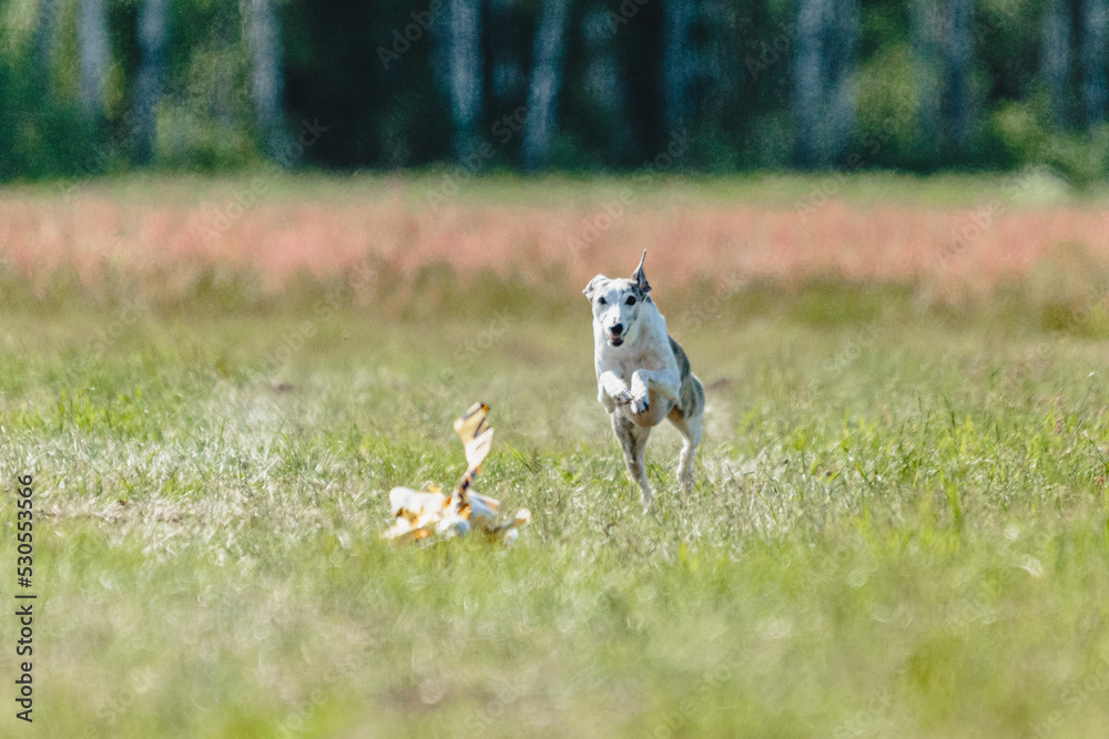 Whippet dog lifted off the ground during the dog racing competition running straight into camera Whippet dog lifted off the ground during the dog racing competition running straight into camera