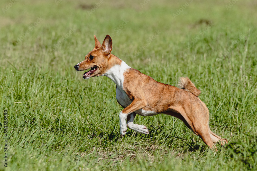 Basenji dog running fast and chasing lure across green field at dog racing competion