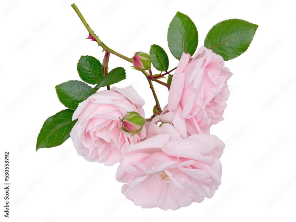 Three pale pink rose flowers and buds isolated transparent png - obrazy, fototapety, plakaty 